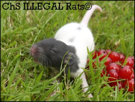 Crazy Monkeyman ILLEGAL Rats (C4)